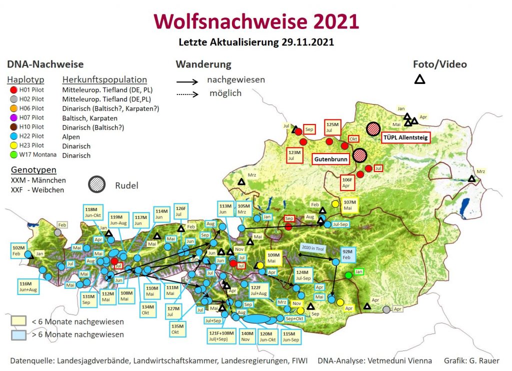 Wolfsnachweise-2021-haplo-1024x742 Wolf - Verbreitung Österreich