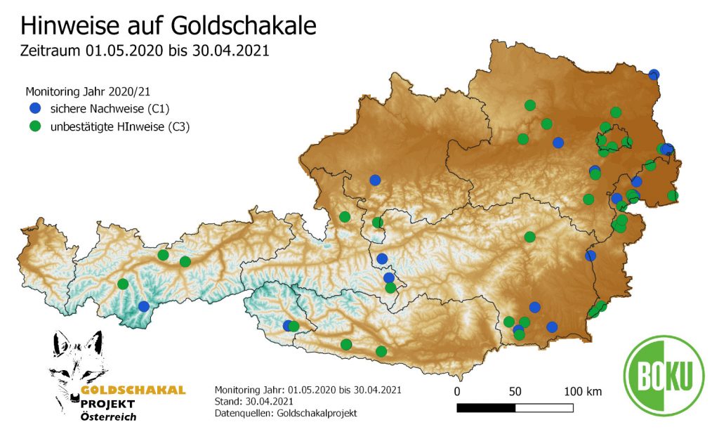 Karte_Goldschakal_Hinweise_21-1024x618 Goldschakal - Verbreitung Österreich